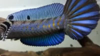 Ikan Channa Blue Pulchra